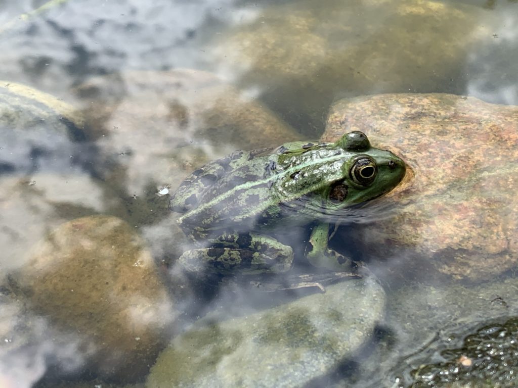 frog